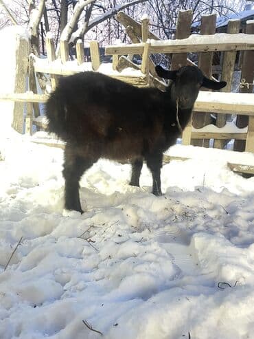 абиссинская кошка купить: Продаю | Коза (самка) | Для разведения | Племенные — 3