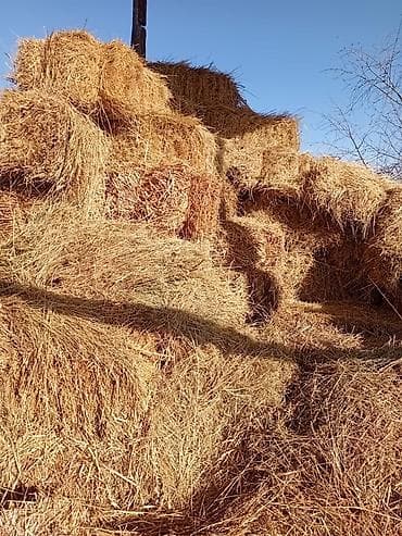 Сено в тюках - Натуральное луговое сено, спрессованное в at lalafo.kg Сено в тюках - Натуральное луговое сено, спрессованное в