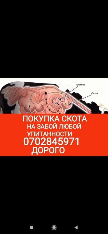 продажа домашних животных: Куплю | Коровы, быки, Лошади, кони, Другие с/х животные | Круглосуточно, Любое состояние, Забитый — 1