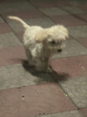 Ковролин: 3 месяца, Самец — 7