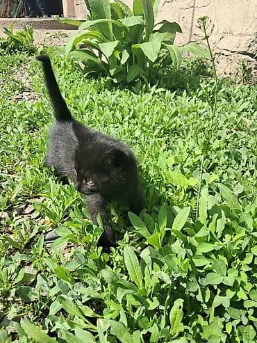 сколько стоит британские кошки: Друзья внимание!!! Кто уже давно мечтал об игривых, ласковых котятах — 9