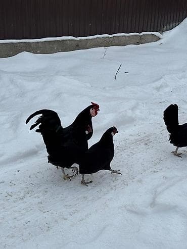 карликовые кохы: Продаю | Куры, Петух — 2