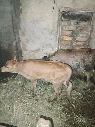 кант баран: Продаю | Музоо, торпок | На откорм — 2