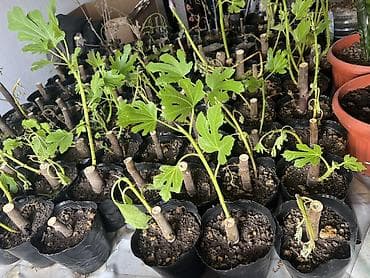 Саженцы инжира в индивидуальных пакетах для укоренения/выращивания. - at lalafo.kg Саженцы инжира в индивидуальных пакетах для укоренения/выращивания. -