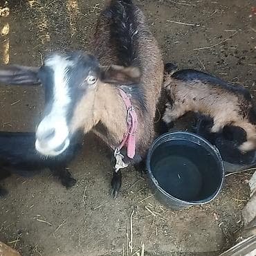 леггорн цыплята: Продаю | Коза (самка) | Полукровка | Для молока — 4