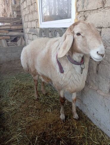 сиамская вислоухая кошка: Продаю | Баран (самец) | Арашан | Для разведения | Племенные — 4