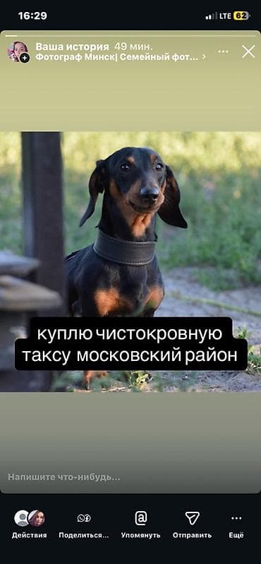 Ищу чистокровную таксу. Интересует порода с документами/родословной at lalafo.kg Ищу чистокровную таксу. Интересует порода с документами/родословной
