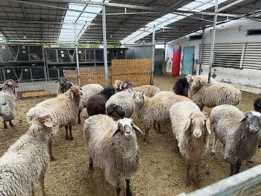 оптом бараны: Продаю | Баран (самец) | Для разведения — 3