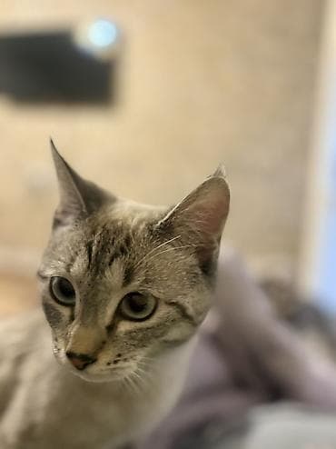 собаки чау чау: Кошка даром: Сиамская, Девочка, Приучена к лотку — 1