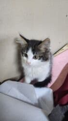 отдам даром вислоухого котенка: Мышык бекер берилет: Породасыз, 3 айлык, Ургаачы, Лотокко барууга үйрөтүлгөн — 1