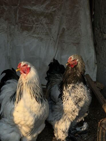 афган кой: Петушки Брама 9 мес — 5