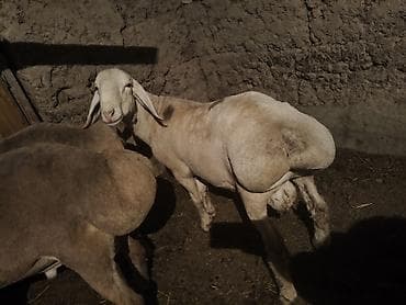 кангал щенок купить: Продаю | Баран (самец) | Арашан | Для разведения — 1