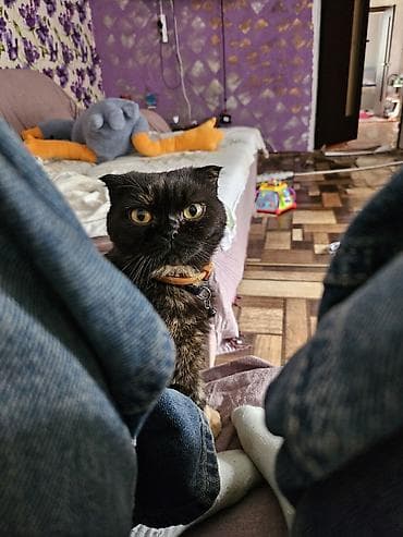 Отдам даром в добрые руки 🖤Черная кошка - кличка Ханни, 5 лет, чистая