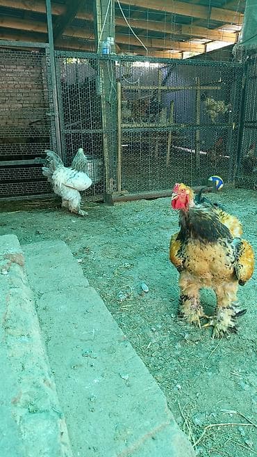 куриные ножки: Продаю | Куры | Брама | Для разведения — 2
