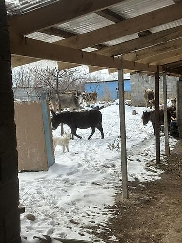 беде чоп саман: Ослы (пара) - Домашние ослы тёмной масти, крепкие, крупные. - — 2