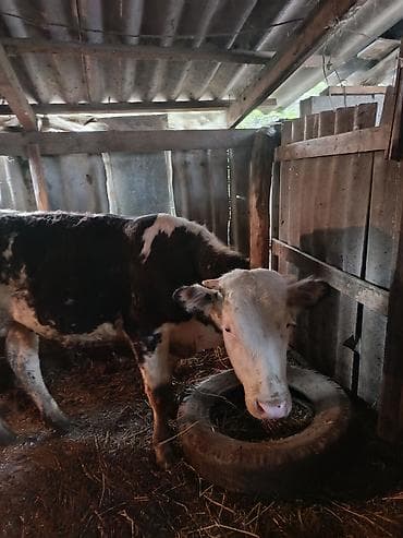 утки белые: Продаю | Бык (самец) | Полукровка | На откорм — 2