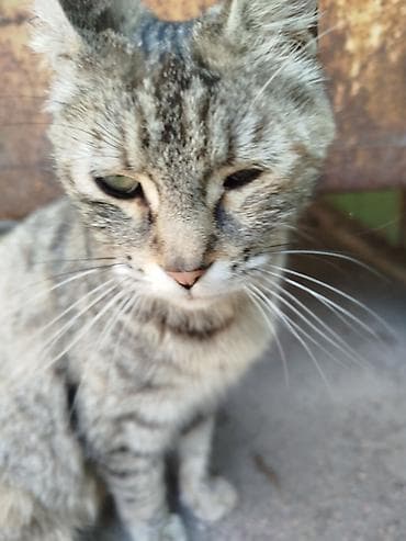 кот мальчик: Кошка даром: Беспородная, 2 года, Девочка, Приучена к лотку — 2