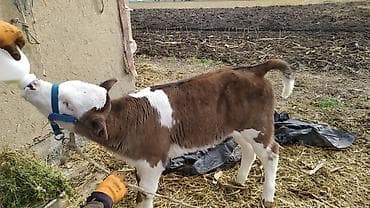 симентал бука: Продаю | Музоо, торпок | На откорм | Искусственник — 2