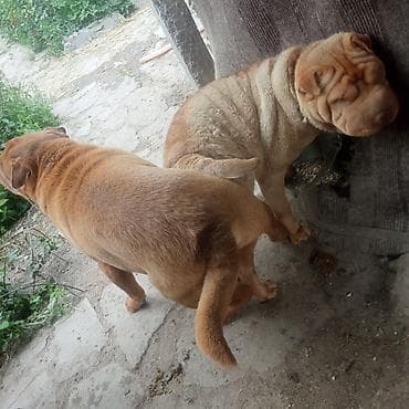 Продажа собак: Шарпей, кобель, рыжий окрас. - Порода: шарпей (характерные складки — 2