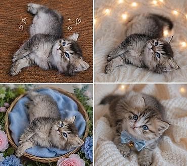 коротколапая кошка: Скотиш Фолд (Шотландская вислоухая), 2 месяца, Девочка, Золотая шиншилла, Приучена к лотку — 4