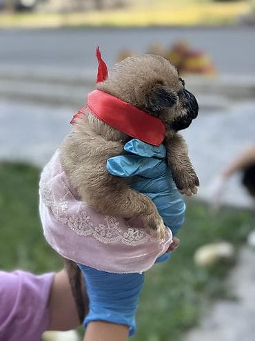 рынок собак в бишкеке: 🐶 Ищут дом 4 щенка! 🏡 Малышей нашли совсем крохами, выброшенными на — 3