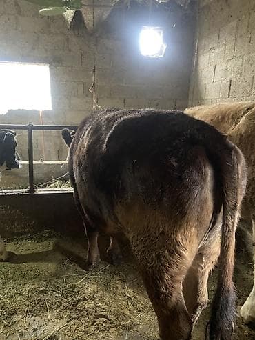 Птицы: Продаю | Тёлка | Швицкая | На откорм, На забой, Для разведения — 4