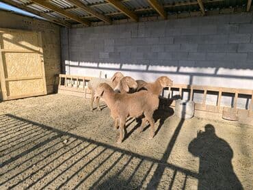 бычок телка: Продаю | Ягненок | Арашан | Для разведения | Ярка — 3