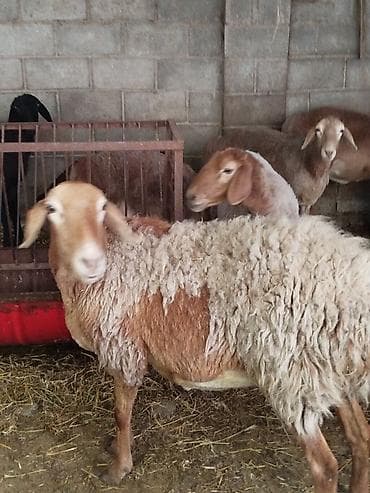 балык кумара: Продаю | Овца (самка) | Полукровка | Для разведения | Племенные — 9