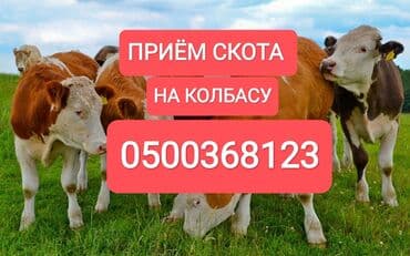 Сатып алам | Уйлар, букалар, Жылкылар, аттар, Башка а/ч жаныбарлары | Күнү-түнү, Бардык шартта, Союлган — 1