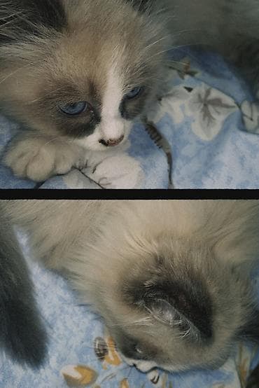 кошка котёнок: Рэгдолл, 7 месяцев, Мальчик, Приучена к лотку — 1