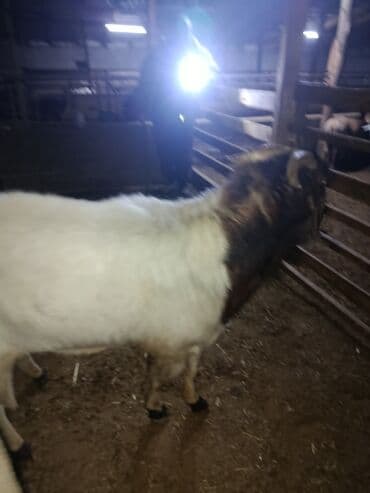 племенные коровы молочные купить: Продаю | Козёл (самец) — 4