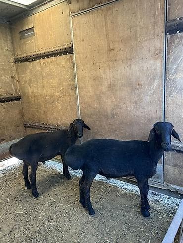 зарезать барана: Продаю | Баран (самец) | Для разведения — 3
