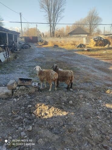 сколько стоит породистый щенок немецкой овчарки: Продаю | Овца (самка) | Для разведения | Ярка — 2