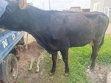 молочный телята: Продаю | Корова (самка) | Для молока | Привязанные — 1