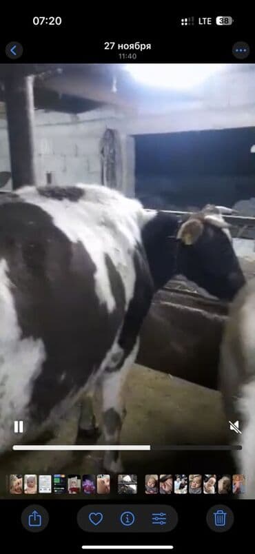 продать животных: Продаю | Корова (самка) | Для молока | Племенные — 2