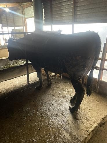 рыба семга: Продаю | Бык (самец) | На откорм | Привязанные — 2