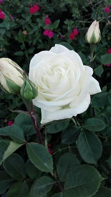 солнце защитник: Саженцы — 6