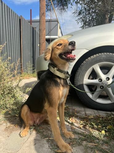 Вязка собак: Собака даром: Дворняжка, 11 месяцев, Самка, С прививкой — 7