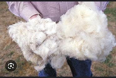 искусственное осеменение овец: Прием белой шерсти полутонкая, полугрубая — 1
