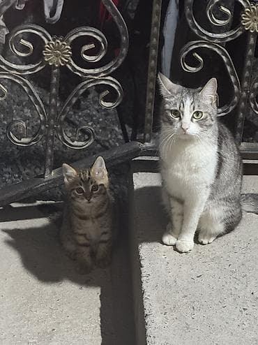 Мышыктар: Котёнок, короткошёрстный, тигровый (табби) окрас: тёплые коричневые — 4