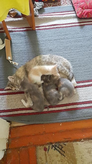 scottish fold: Котята домашние от пушистой кошки-мамы. Описание: - Помёт из — 2