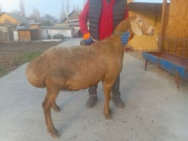 купить восточно европейскую овчарку: Продаю | Овца (самка) | Арашан | Для разведения | Матка — 13