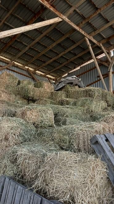 Грызуны: Сено в тюках (прессованные прямоугольные кипы) - Заготовлено и — 1