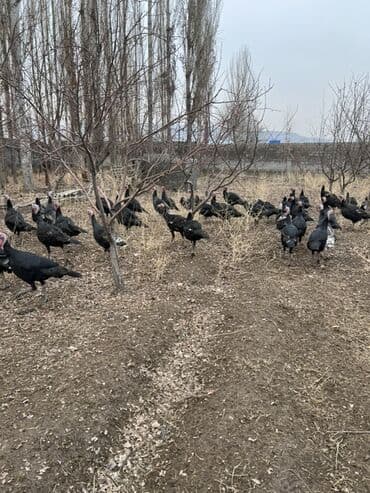 ат косилка: Продаю | Индюшка (самка), Индюк (самец) | Для разведения | Племенные — 2