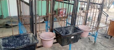 купить кошку бишкек: Кой короо сатылат 10 баш кой батат(5 бөлүктөн турат)ар бир клетканын — 1