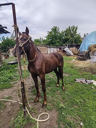 Продаю | Жеребец | Рабочий at lalafo.kg Продаю | Жеребец | Рабочий