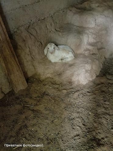 карликовые козы: Продаю | Коза (самка) | Для разведения — 2