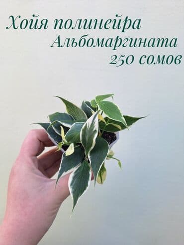 газон готовый: ● Комнатные растения (укоренённые черенки, молодые растения, взрослые — 25