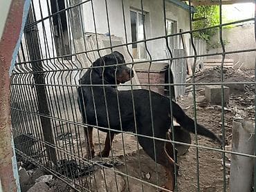 котенок манчкин: Собака охранной породы (крупная, черный окрас с рыжими подпалинами) — 3