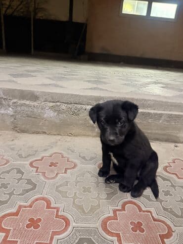 Ветеринар кызматы: Лабрадор-ретривер, 2 айлык, Ургаачы — 3